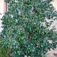 فروش درخت بنجامین باگلدان سنگی بزرگ|گل و گیاه طبیعی|بندرعباس, |دیوار