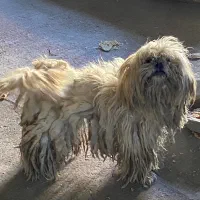 سگ با قیمت خوب ب فروش میرسد.