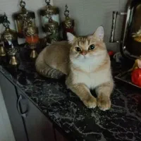 بریتیش گلد نر جفت گیری|گربه|محمدشهر, محمدشهر|دیوار