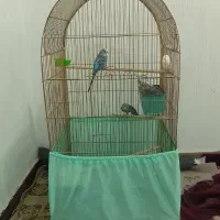 پنج عدد مرغ عشق سالن سرحال و بازی گوش