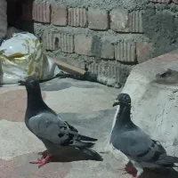 جفت سبز آلمانی