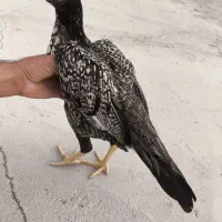 مرغ اصیل