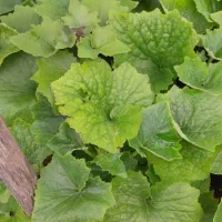 گل سینره عیدی|گل و گیاه طبیعی|تالش, هشتپر|دیوار