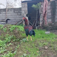 خروس لاری نسل مغول