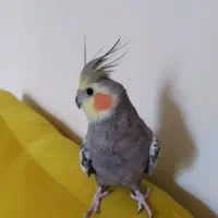 گمشده
