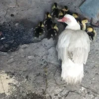 جوجه اردک اسرائیلی بامادر