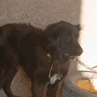 سگ نر|سگ|حبیب آباد, |دیوار