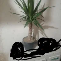 گل یوکا تنه دار