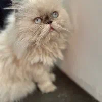 دو عدد گربه هیمالین