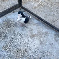 چپ سیاه جفتی|پرنده|شیراز, تندگویان|دیوار