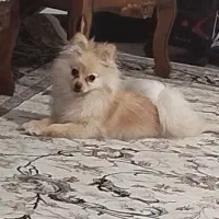 سگ پامر|سگ|شاهینشهر, خانه کارگر|دیوار