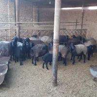 فروش ۱۵ راس میش بره دار