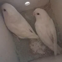 طوطی برزیلی البینو