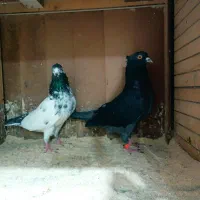 کبوترآسمان خراش|پرنده|رشت, دیلمان|دیوار