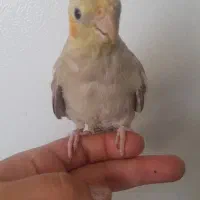 فروش دوعدد عروس هلندی ماده سالم سرحال|پرنده|میانه, |دیوار