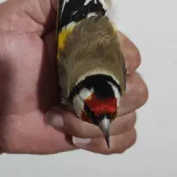 سهره گلبسر قناری|پرنده|قم, ناصردیوان|دیوار