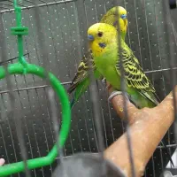 ۳عدد مرغ عشق