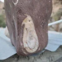 سنگ فوصیل یا چی|کلکسیون اشیاء عتیقه|آفتاب, |دیوار