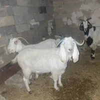 حیوانات مزرعه|حیوانات مزرعه|اصفهان, سرشبادران|دیوار