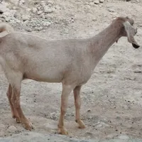 فروش بزماده بومی دوقلوزا