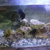 آکواریوم بزرگ همراه ۴ماهی بزرگ ولوازم