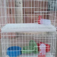 قفس جفتگاه کبوتر