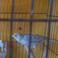 قناری اوپال سیلور|پرنده|قم, پردیسان|دیوار