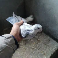 کبوتر پرشی|پرنده|رشت, جانبازان|دیوار