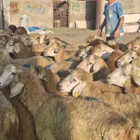 شهریار ملارد گوسفند زنده پرند امیریه وحیدیه مارلیک