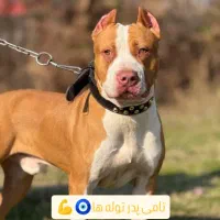 پیت بول  امریکن بولی|سگ|رشت, حمیدیان|دیوار