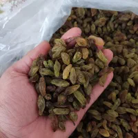 کشمش آفتابی سبز کاملا ارگانیک