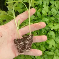 گلخانه تولید نشا