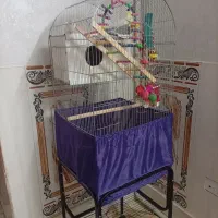 یک جفت عروس هلندی سخنگو|پرنده|اسلامشهر, شهرک محمدیه|دیوار