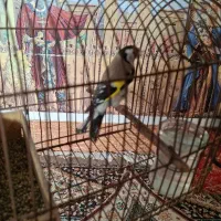 سهره نر دهن زن