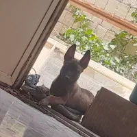 مالینیوز گم شده خدای بخونید|حیوانات|سیرجان, |دیوار