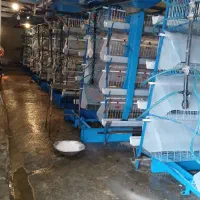 قفس مرغ تخمگذار