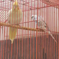 عروس هلندی ،مرغ عشق پروانه