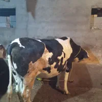 گاو سیمنتال آبستن|حیوانات مزرعه|نوشین شهر, |دیوار