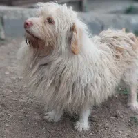 سگ پاکوتاه تریر