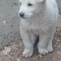 توله سرابی ماده