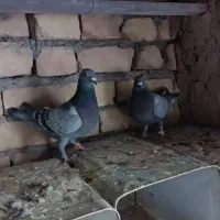 چهارتا مفلق پلاکی|پرنده|مبارکه, |دیوار