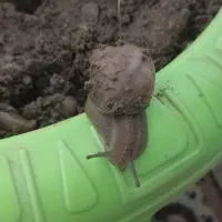 حلزون|خزنده|سنندج, |دیوار