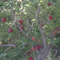 باغچه ایوند|فروش زمین و ملک کلنگی|صوفیان, |دیوار