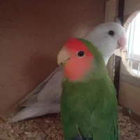 کوتوله|پرنده|شیراز, رکن‌آباد|دیوار