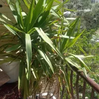 گل یوکا مرتب وقشنگ