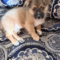 سگ۴ماهه با تمام وسایل