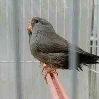 فنچ شارکول اروپایی درشت جوجه|پرنده|مشهد, سرافرازان|دیوار