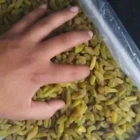 کشمش سبز|خوردنی و آشامیدنی|قزوین, |دیوار