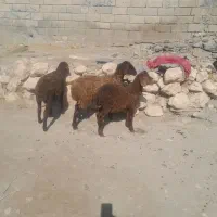 ۳عدد بره ماده داشتی