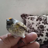 سهره گلبسر نر|پرنده|خسروشاه, |دیوار